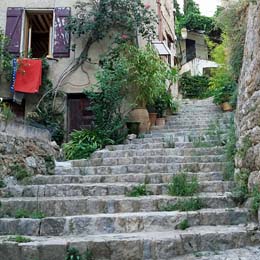 le bar sur loup