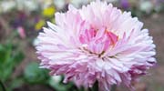 im garten