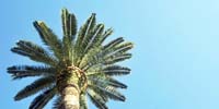 hohe palme
