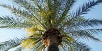 unter palmen