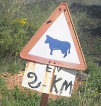 achtung stier