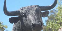 el toro