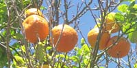 reife orangen