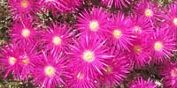 bergblumen