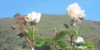 rosen in ronda