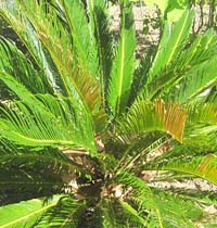 palme am landgut