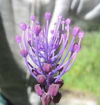 bl&uuml;tenzauber