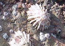 muscheln auf felsen