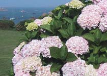 hortensien bei loguivy de la mer