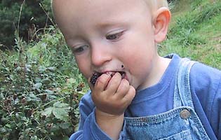 lecker beeren