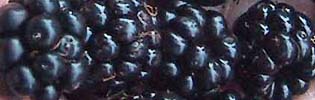 m&ucirc;res sauvages fra&icirc;ches