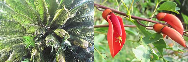 bl&uuml;ten im orquideario