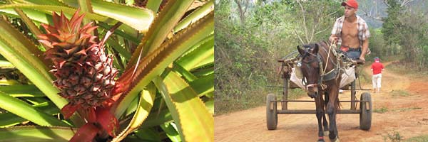 reife ananas