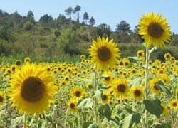 sonnenblumen im corbi&egrave;res
