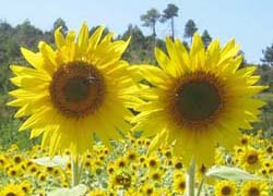 sonnenblumen im corbi&egrave;res