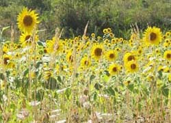 sonnenblumen im corbi&egrave;res
