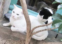 katzen aus aigne