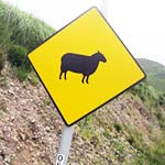 achtung: schafe