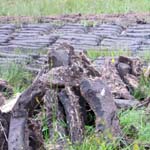 getrockneter torf