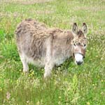 esel am wegesrand