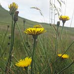 wiesenblumen