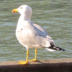 m&ouml;we am rialto