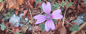 weinbergbl&uuml;ten