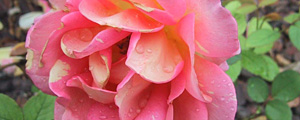 zisterzienserrose