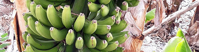finca plátanológico
