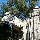 steinkamel