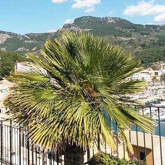 port soller