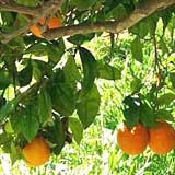 orangenhain