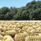kakteenfarm, ses salines