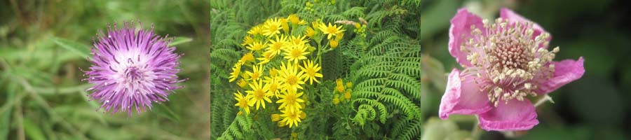 bl&uuml;ten am z&ouml;llnerpfad bei maupertus sur mer  