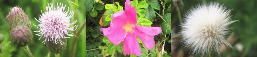 bl&uuml;ten am strandpfad bei maupertus sur mer  