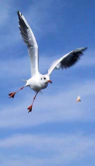 futtern im fluge