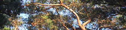 windfl&uuml;chter
