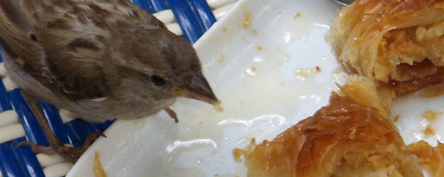 moineau affam&eacute;