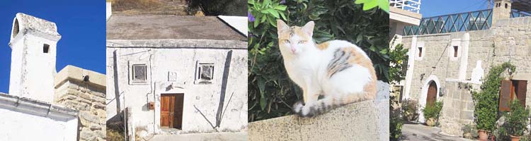 mauerkatze