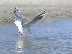 wasserl&auml;ufer