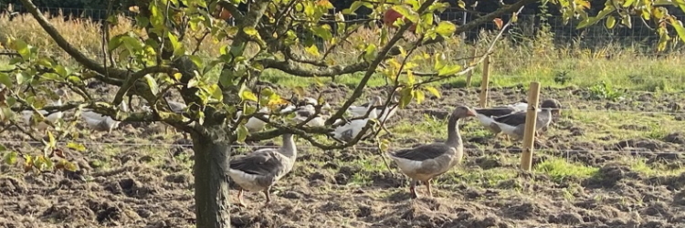 schnattern unterm apfelbaum