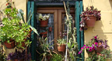 blumenfenster